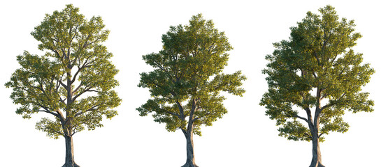 Acer pseudoplatanus trees isolated png in sunset lighting on a transparent background premium...
