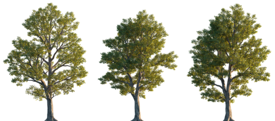 Acer pseudoplatanus trees isolated png in sunset lighting on a transparent background premium cutout (sycamore or sycamore maple)