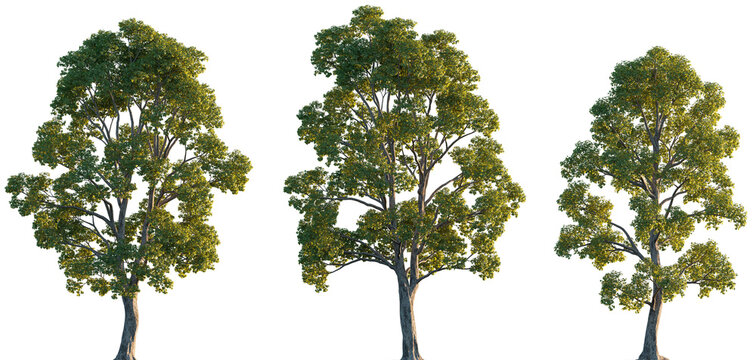 Acer pseudoplatanus trees isolated png in sunset lighting on a transparent background premium cutout (sycamore or sycamore maple)
