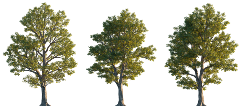 Acer pseudoplatanus trees isolated png in sunset lighting on a transparent background premium cutout (sycamore or sycamore maple)