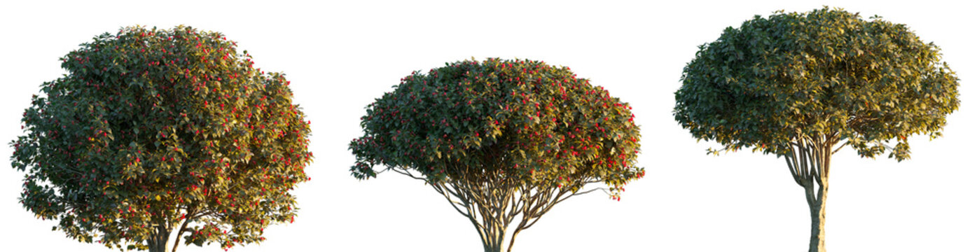 Euonymus europaeus shrub and small tree isolated png on a transparent background premium cutout (the spindle, European spindle, or common spindle)
