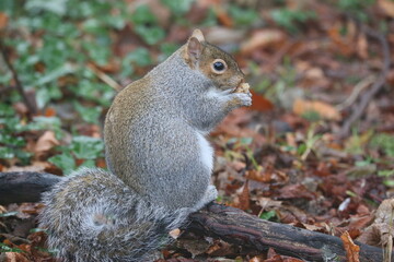 St Enda's Park, Dublin, Ireland - December 26th 2024 - A grey squirrel looking for food in a park in South Dublin, Ireland. .