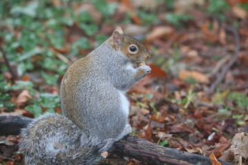 St Enda's Park, Dublin, Ireland - December 26th 2024 - A grey squirrel looking for food in a park in South Dublin, Ireland. .