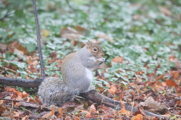St Enda's Park, Dublin, Ireland - December 26th 2024 - A grey squirrel looking for food in a park in South Dublin, Ireland. .