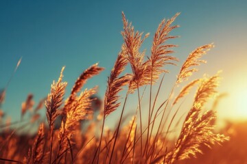 Golden hour illuminates tall grasses swaying gently in the breeze.