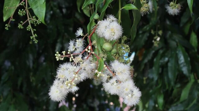 White Lilly Pilly flowers on a plant in an Australian garden
