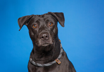 cute dog on an isolated background in a studio shot