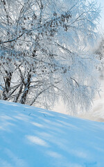 snow covered trees in winter
