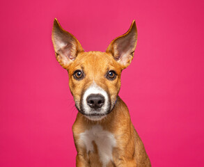 cute dog on an isolated background in a studio shot