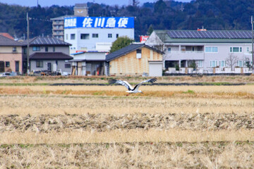 Obraz premium Oriental White Stork Flying Through the Rural Japanese Farmland, Toyooka, Japan