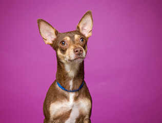 cute dog on an isolated background in a studio shot