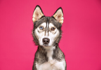cute dog on an isolated background in a studio shot