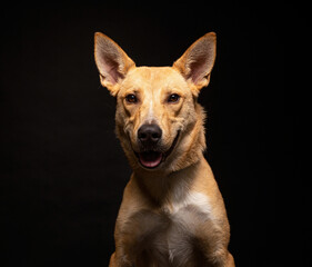 cute dog on an isolated background in a studio shot