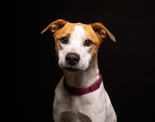 cute dog on an isolated background in a studio shot