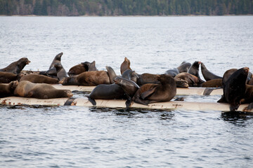 Sea Lions sit on a metal flogging dock on the Coast of Vancouver Island.