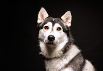 cute dog on an isolated background in a studio shot