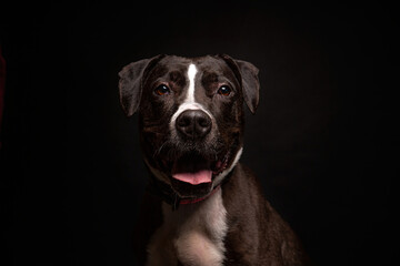 cute dog on an isolated background in a studio shot