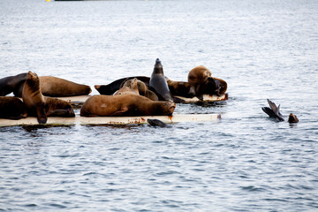 Sea Lions sit on a metal flogging dock on the Coast of Vancouver Island.