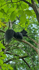 Canadian black squirrel in a tree. Canadian Black Squirrel eats nuts enjoys freedom Canadian Black Squirrel is amazing rodent living in city parks attractive for its coloring and energy