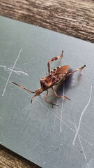The western conifer seed bug or pine seed bug Leptoglossus occidentalis in macro details on blurred light grey background.