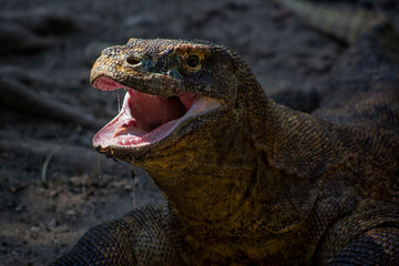 close up portrait of a komodo dragon