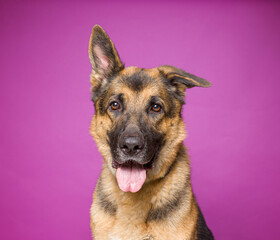 cute dog on an isolated background in a studio shot