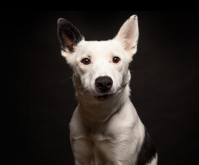 cute dog on an isolated background in a studio shot