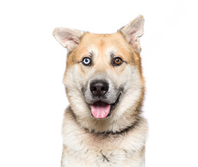 cute dog on an isolated background in a studio shot