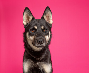 cute dog on an isolated background in a studio shot