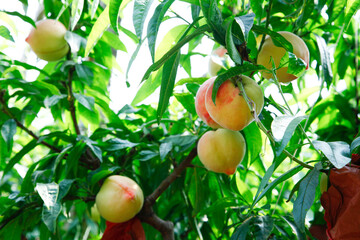 Organic peaches on tree branch