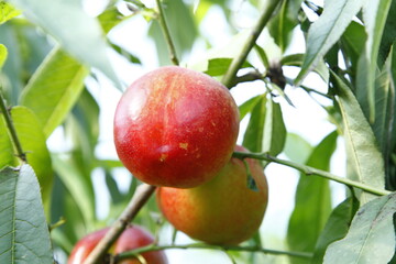Organic peaches on tree branch
