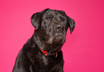 cute dog on an isolated background in a studio shot