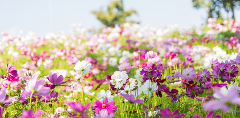 Obraz premium Colorful Cosmos flower in the field