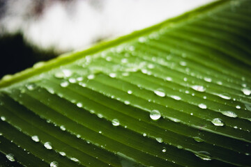 water drops on a green leaf in the wild nature