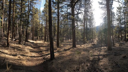 Obraz premium A serene forest landscape with tall trees and a sunlit path, inviting exploration and tranquility.