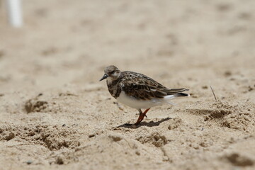 Ruddy turnstone in La Romana, Dominican Republic