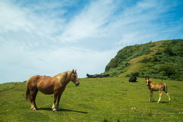 隠岐諸島西ノ島摩天崖