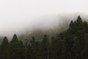 Through the Fog: A Mystical Forest Journey