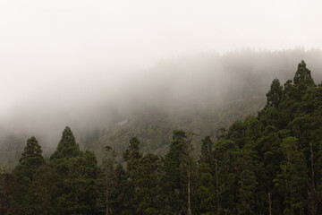 Through the Fog: A Mystical Forest Journey