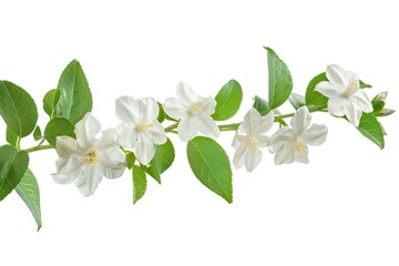 Flawless Image of Climbing Jasmine Single Bloom Isolated on White Background