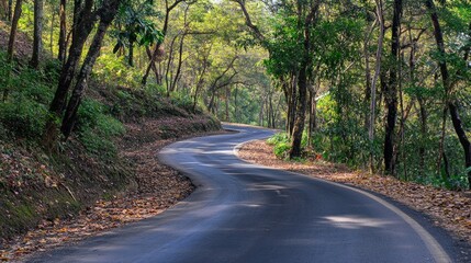 Obraz premium A scenic road winding through a forest, with sunlight streaming through the canopy.