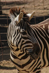 Naklejka premium portrait of zebra