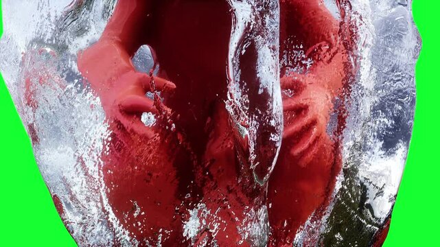 unborn baby fetus in amniotic sac. Realistic green screen 4k animation.