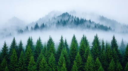 Obraz premium Misty Forest Landscape with Evergreen Trees and Mountain View