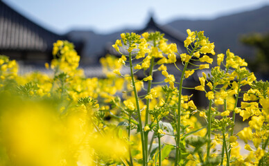 満開の黄色い菜の花