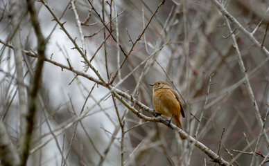 枝でさえずるジョウビタキ