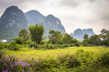 li river in yangshuo, yangshuo, guilin, china, karst landscape, limestone, pink flowers