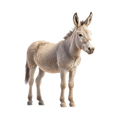 Realistic Donkey on Transparent Background