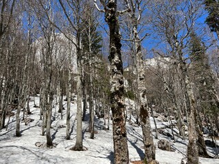The last remnants of spring snow after a long and harsh mountain winter - Northern Velebit National...