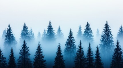 Fototapeta premium Dense Evergreen Forest in Misty Morning Fog with Calming Atmosphere